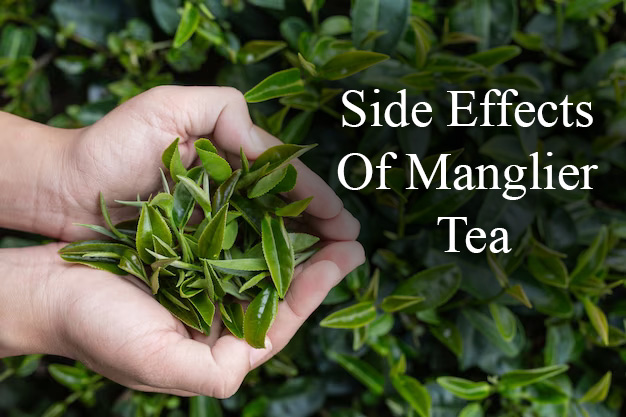 Side-Effects-Of-Manglier-Tea